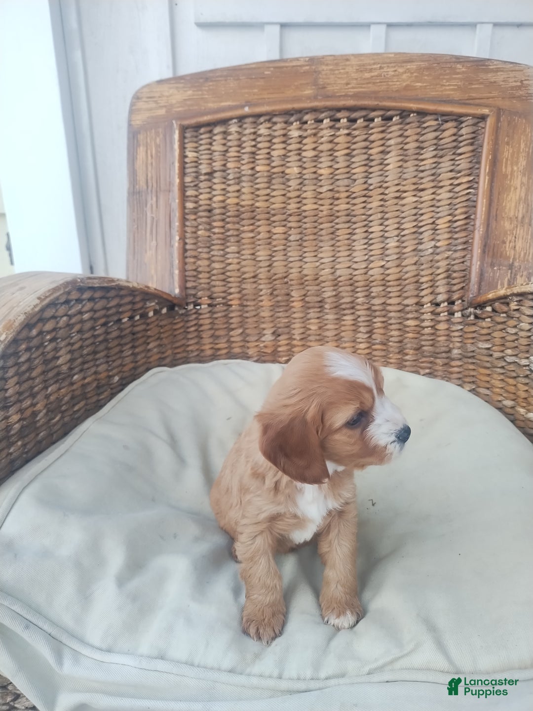 Cavapoo dogs for sale: Arthur  - Ad 3