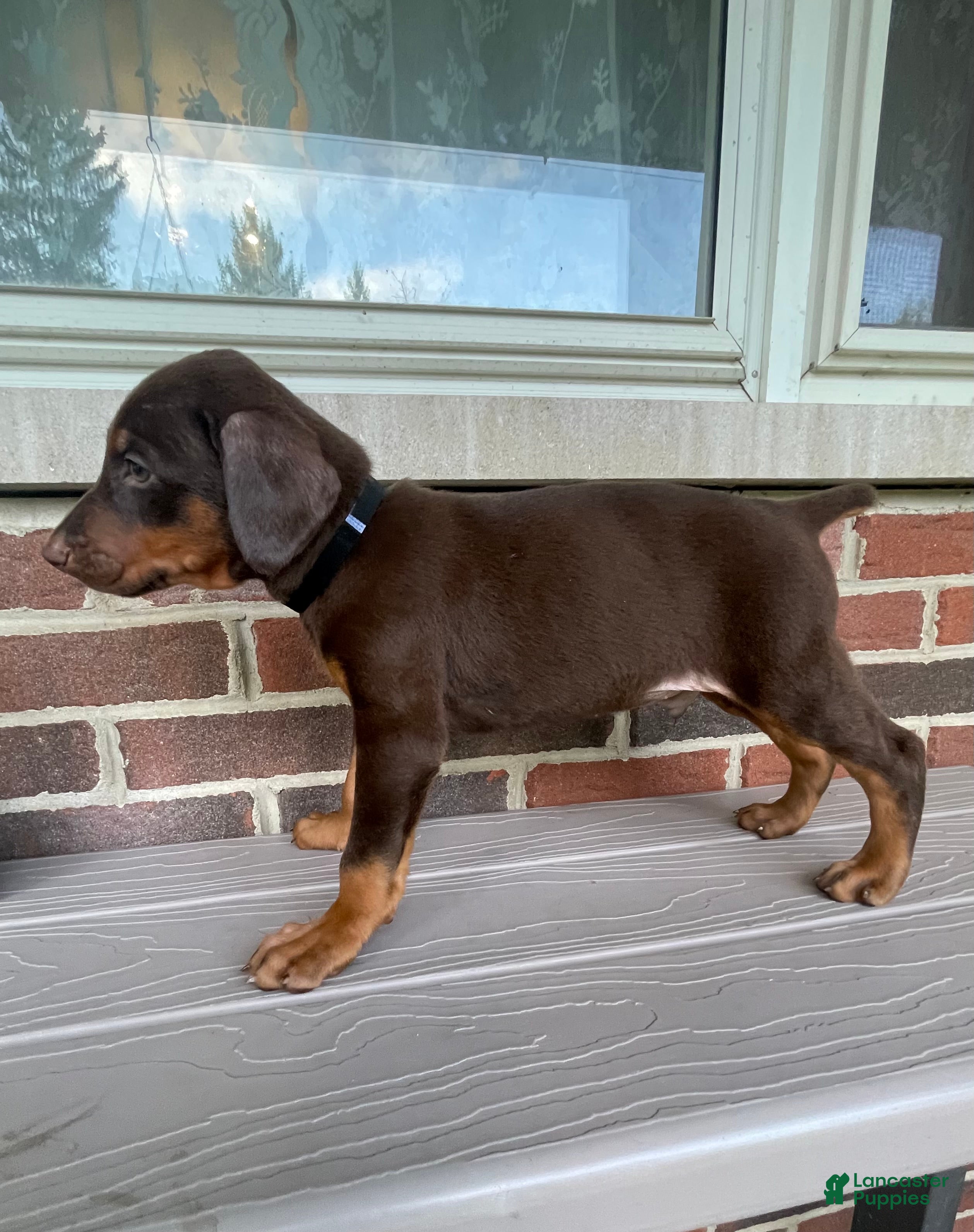 Doberman Pinscher dogs Beast - Ad 1