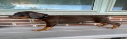 Doberman Pinscher dogs for sale: Beast - Ad 1