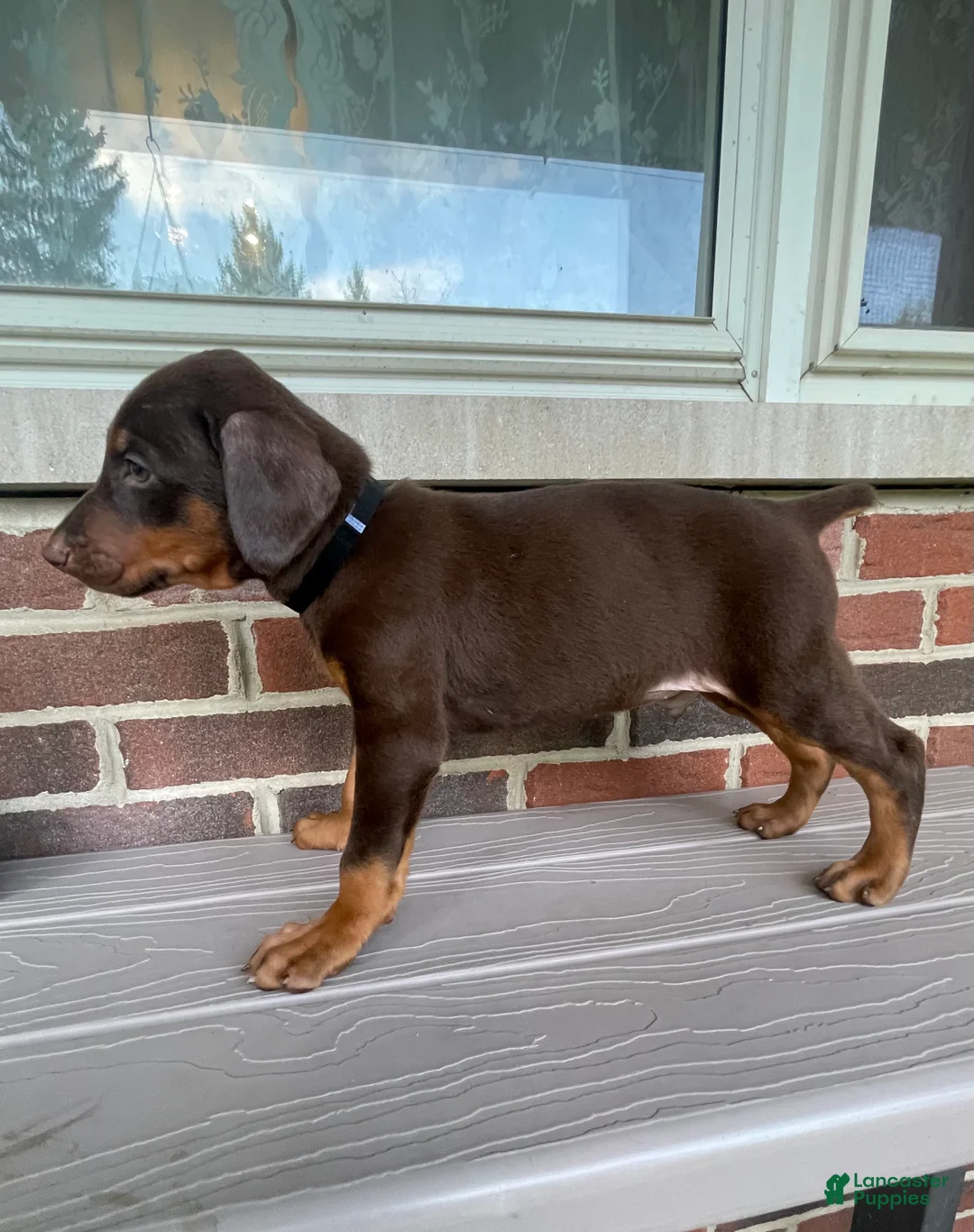 Doberman Pinscher dogs for sale: Beast - Ad 1