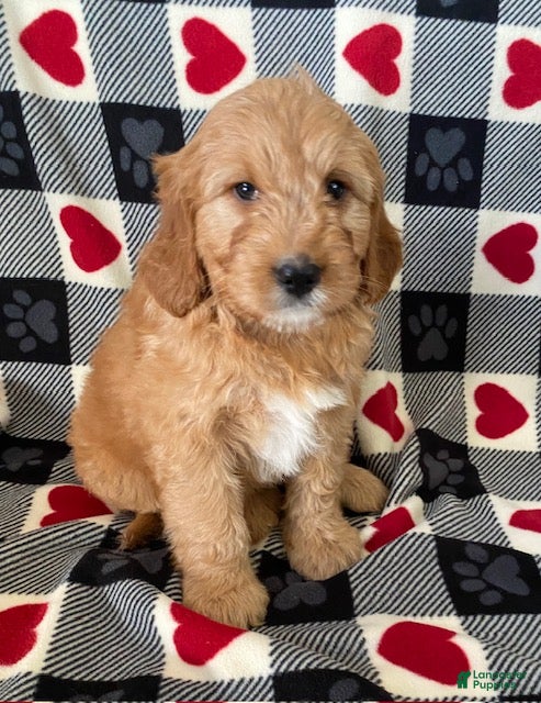 Mini Goldendoodle dogs Dexter- mini/ medium - Ad 42