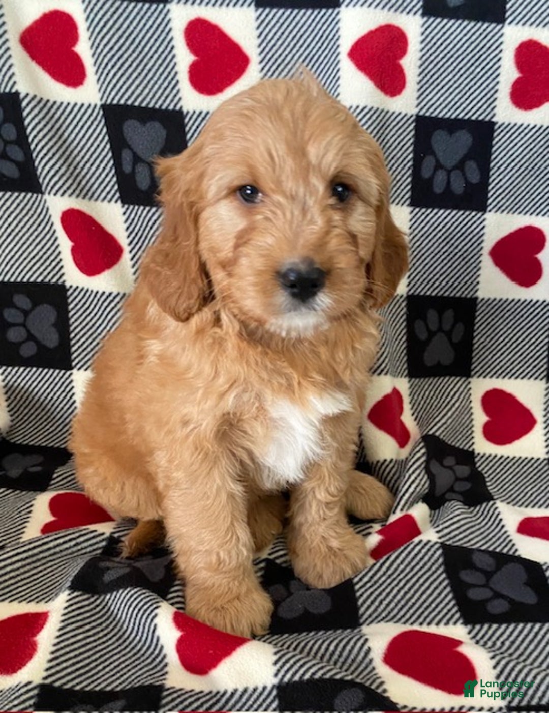 Mini Goldendoodle dogs for sale: Dexter- mini/ medium - Ad 2
