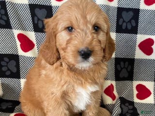 Mini Goldendoodle dogs Dexter- mini/ medium - Ad 42