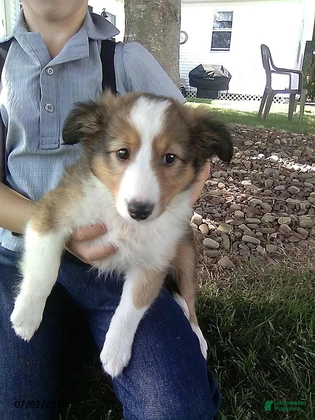 Shetland Sheepdog dogs for sale: Colter - Ad 3
