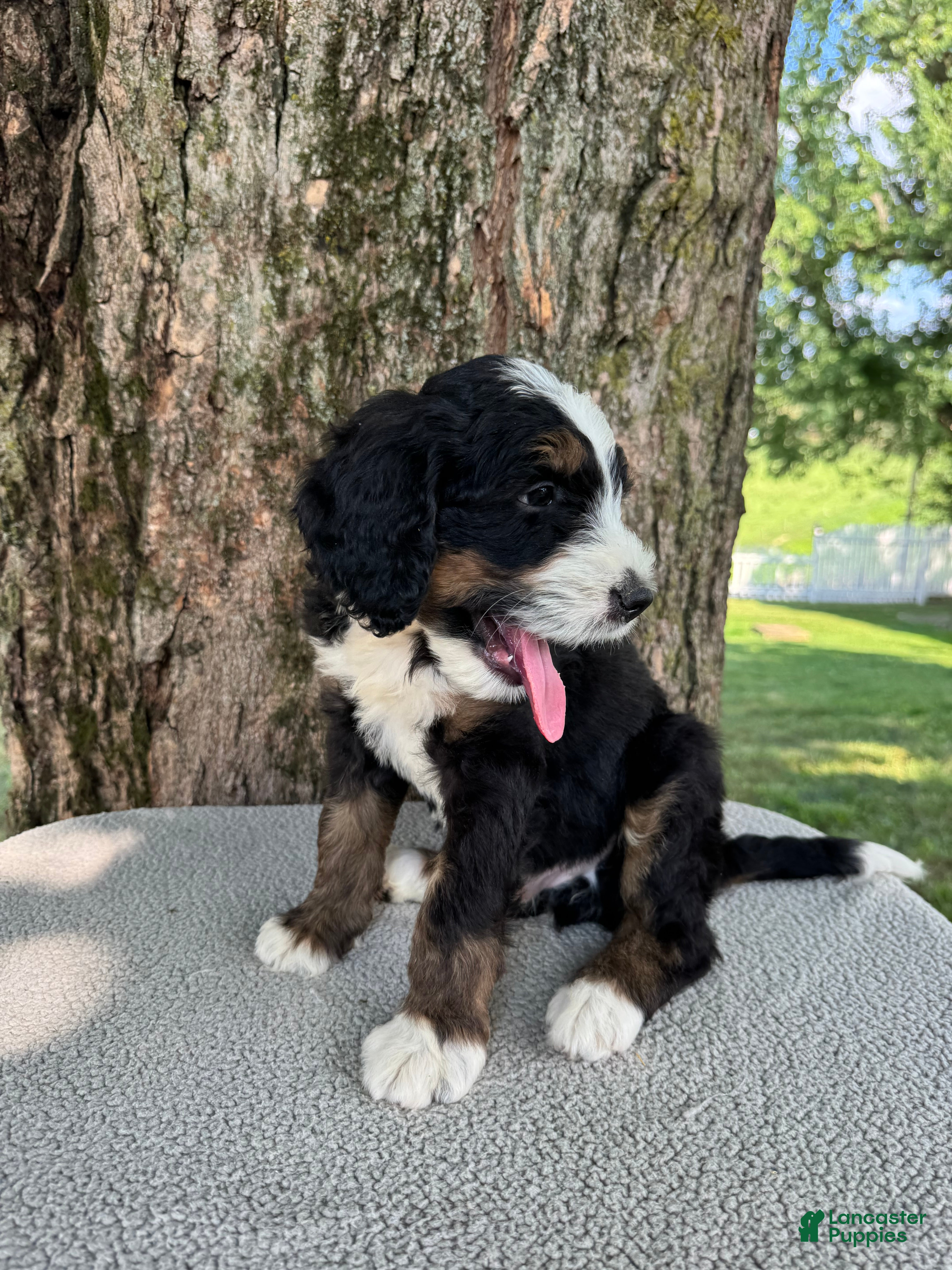 Bernedoodle dogs Sammy - Ad 1