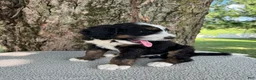 Bernedoodle dogs for sale: Sammy - Ad 8