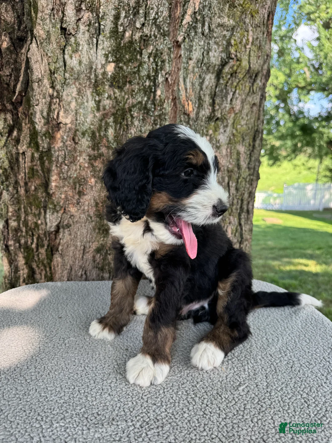 Bernedoodle dogs for sale: Sammy - Ad 1