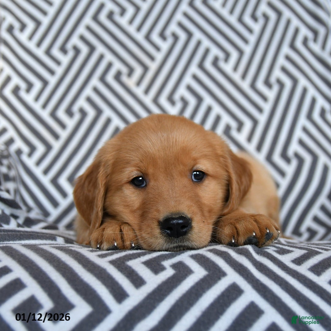 Golden Retriever dogs for sale: Lobster - Ad 3