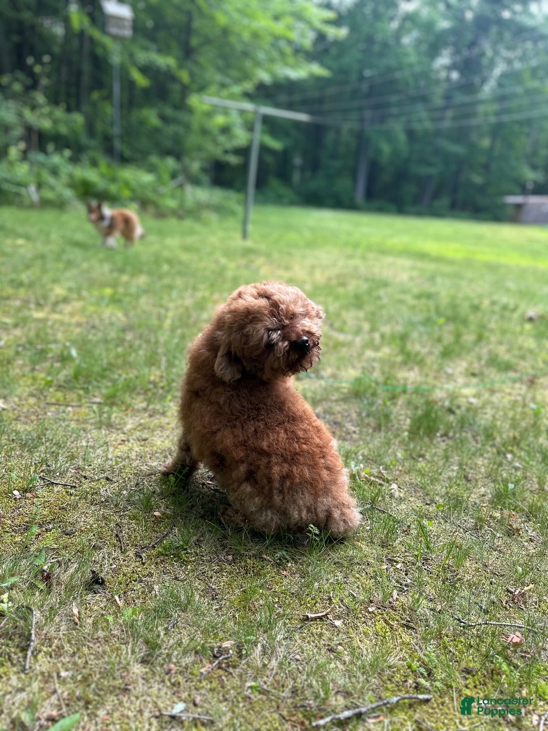 Miniature Poodle dogs for sale: Miniature Poodle litter of 1 puppies - Ad 1