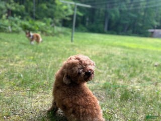 Miniature Poodle dogs Miniature Poodle litter of 1 puppies - Ad 7