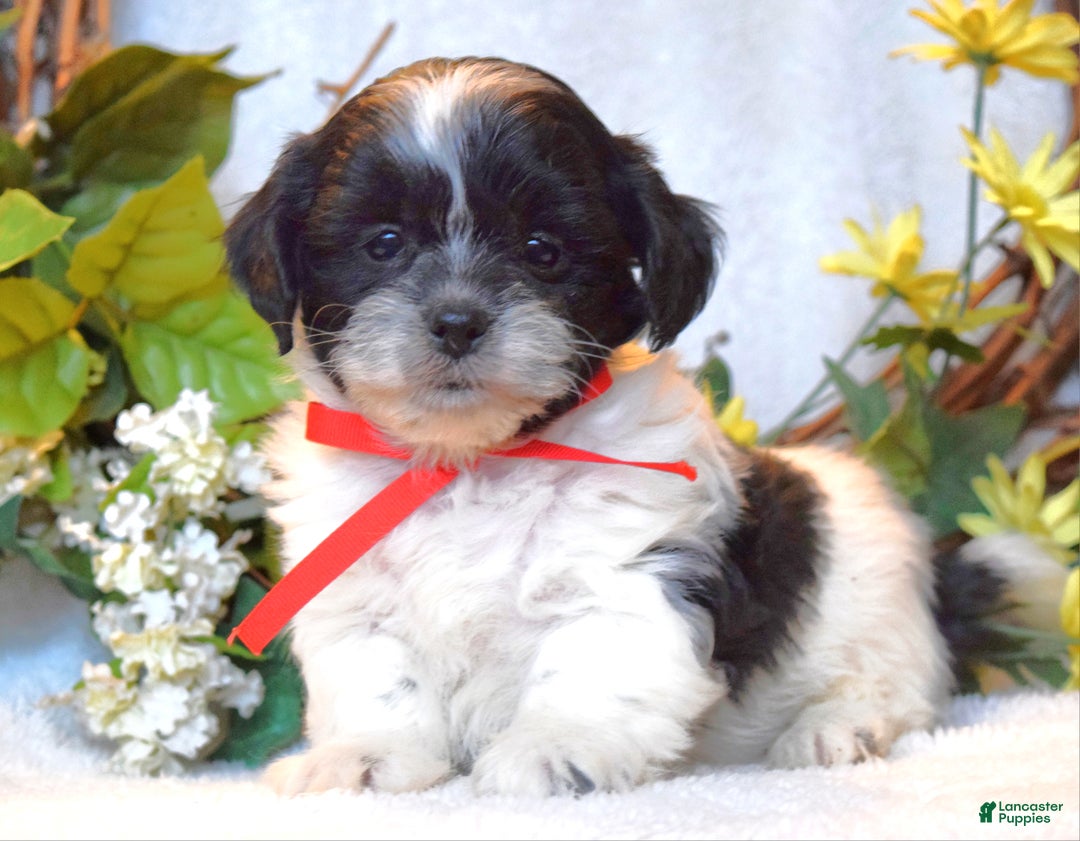 Teddy Bear dogs for sale: Bailey - Ad 1