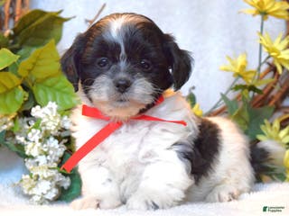 Teddy Bear dogs Bailey - Ad 37