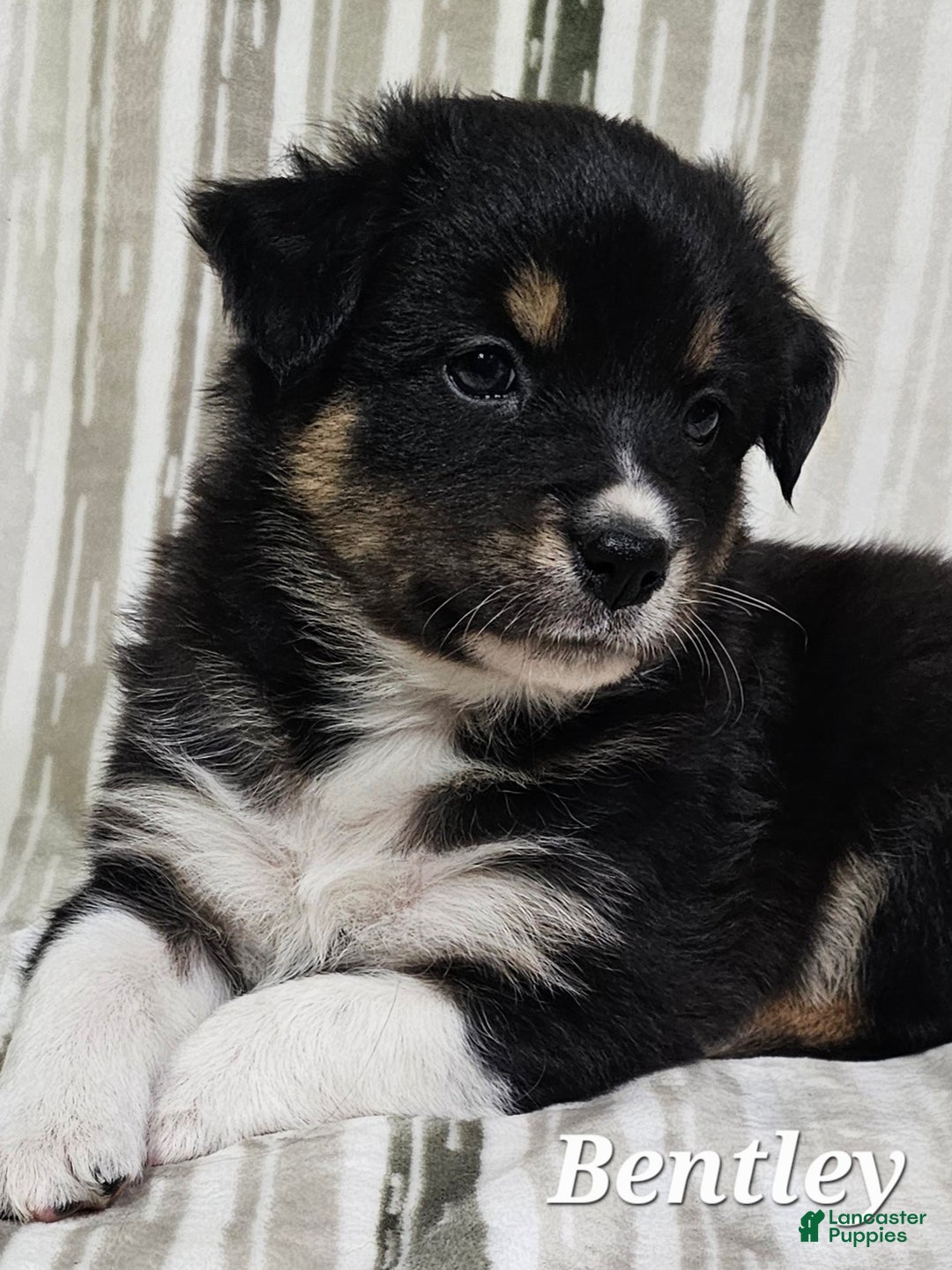 Australian Shepherd dogs for sale: BENTLEY  - Ad 7