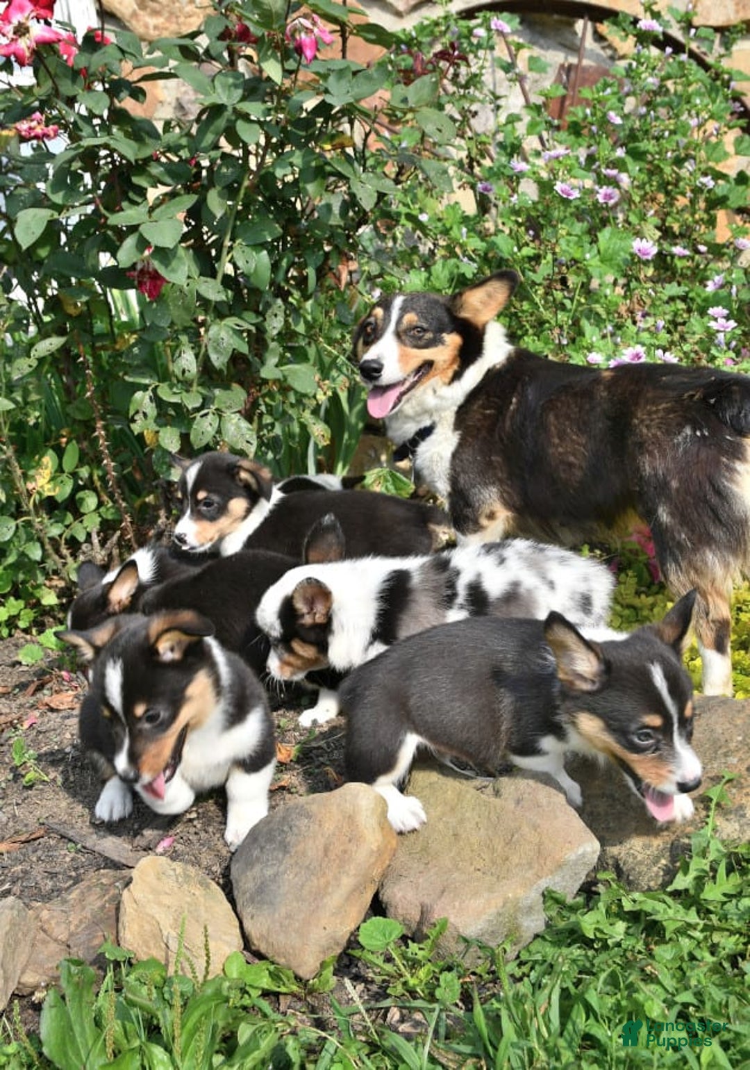 Gallery Image {{count}}