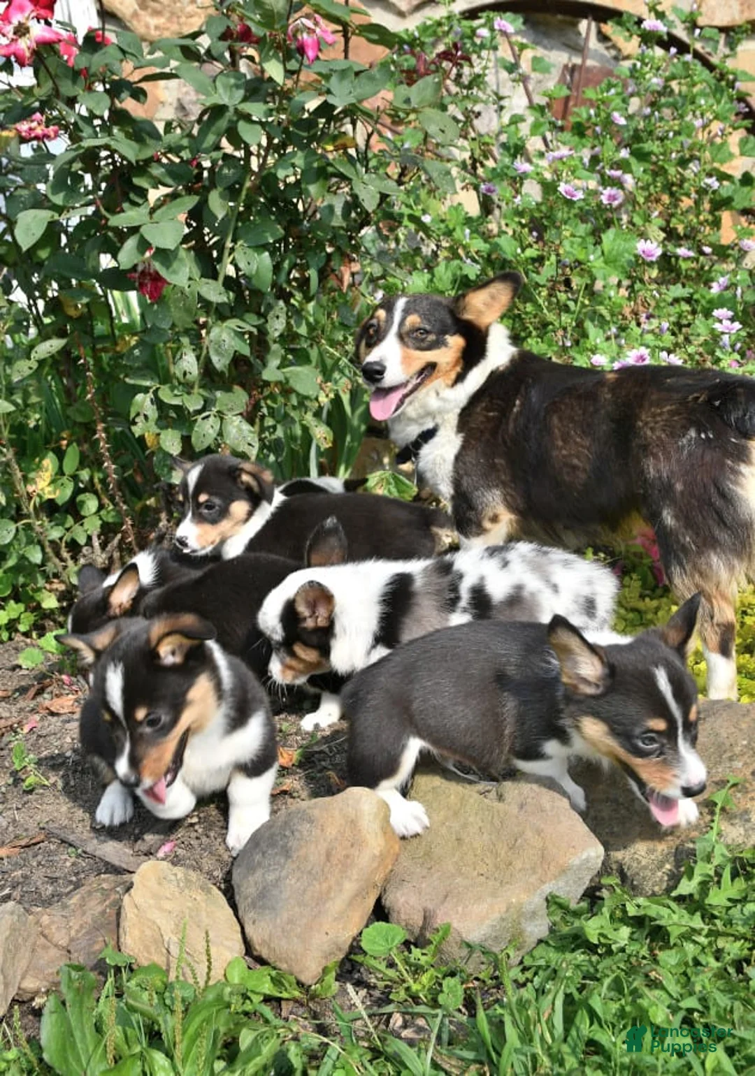 Gallery Image {{count}}