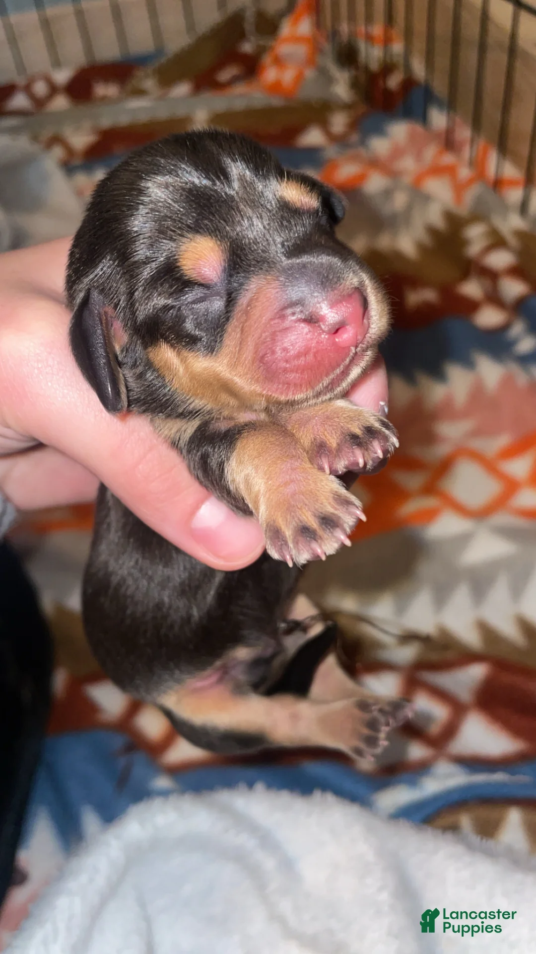 Miniature Dachshund dogs for sale: Miniature Dachshund Puppy 4 - Ad 1