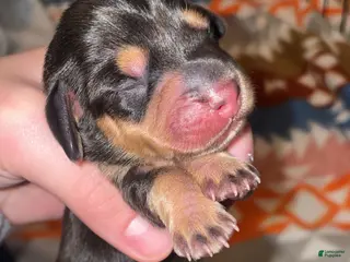 Miniature Dachshund dogs for sale: Miniature Dachshund Puppy 4 - Ad 1