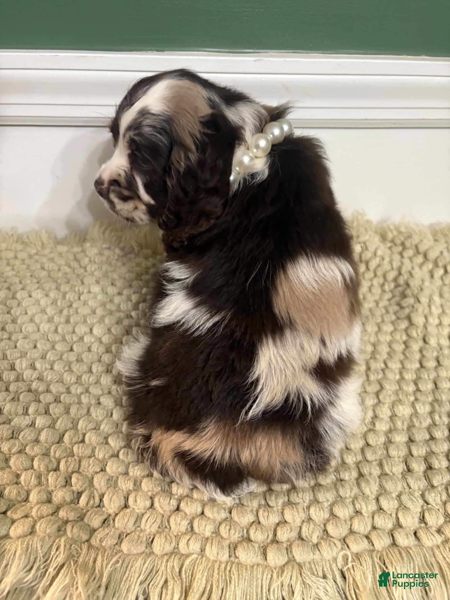 Cocker Spaniel dogs Cowboy - Ad 2