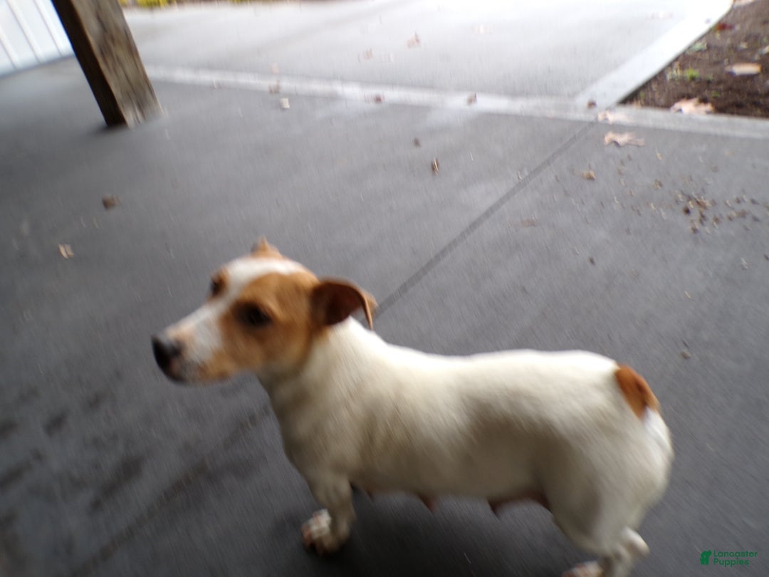 Jack Russell Terrier dogs for sale: Jack Russell Terrier Puppy 5 Score - Ad 4