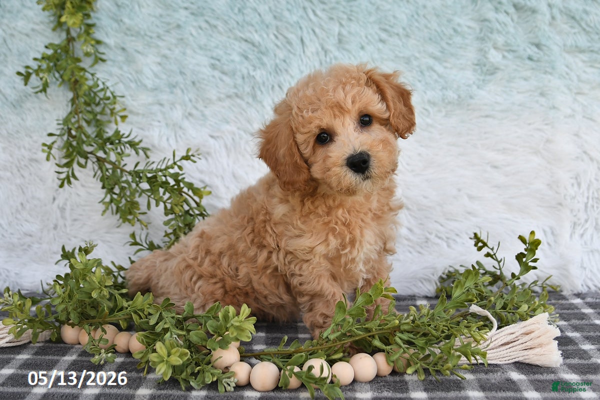Bichpoo dogs Hero - Ad 1