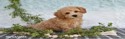 Bichpoo dogs for sale: Hero - Ad 1