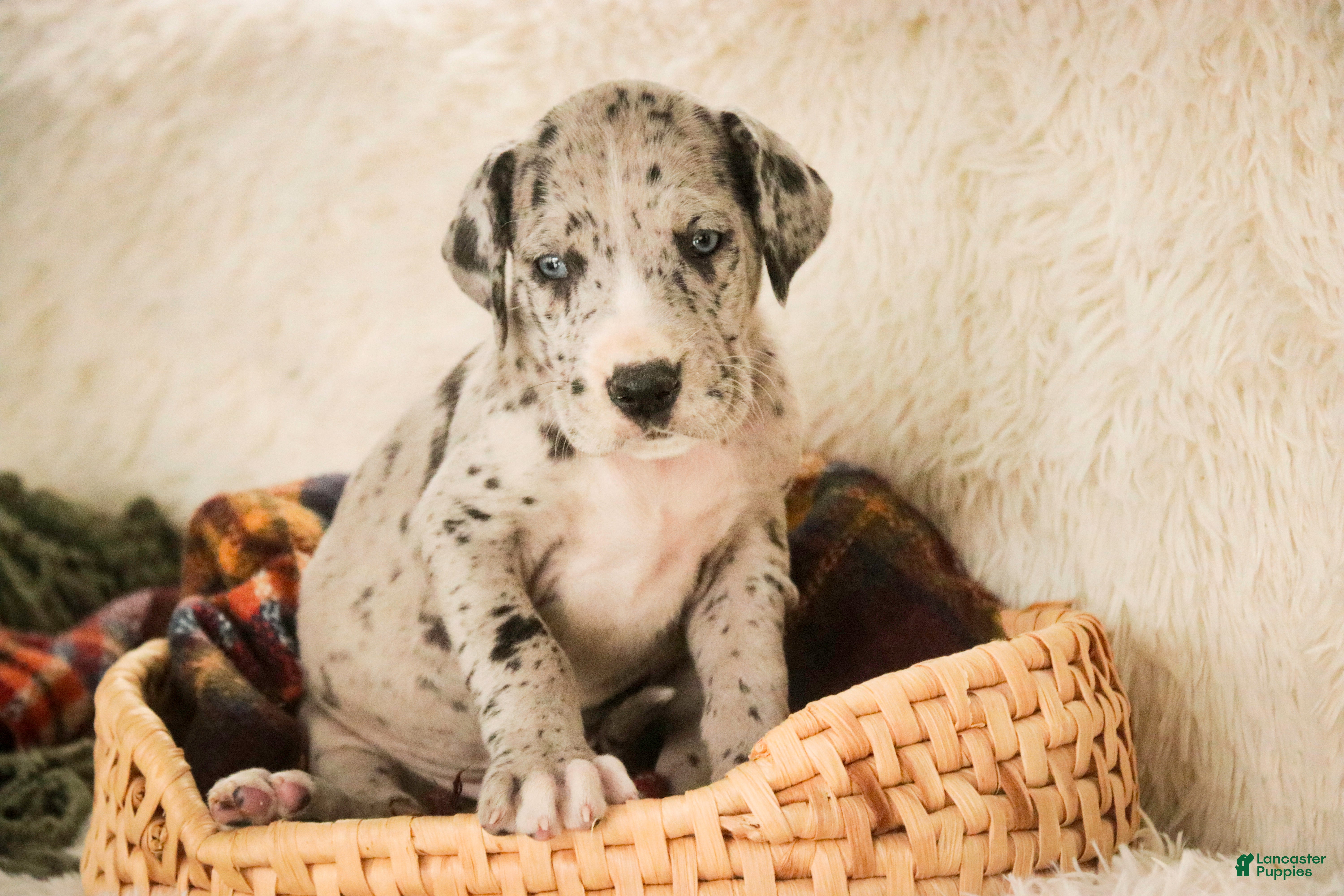 Great Dane dogs Thomas - Ad 30