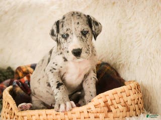Great Dane dogs Thomas - Ad 41