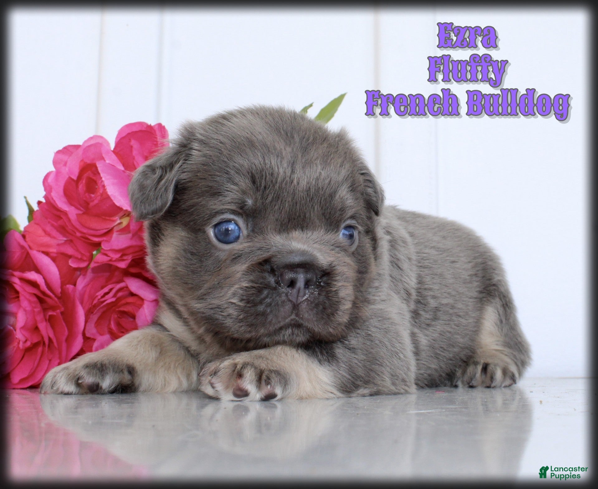 French Bulldog dogs for sale: Ezra - Ad 4