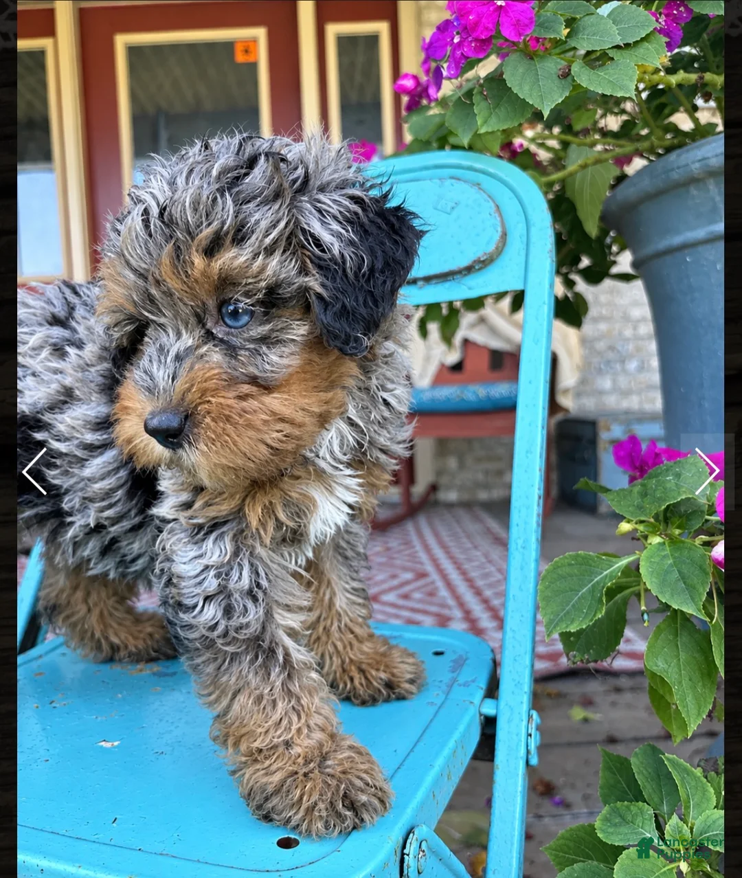 Mini Bernedoodle dogs for sale: Duke - Ad 2