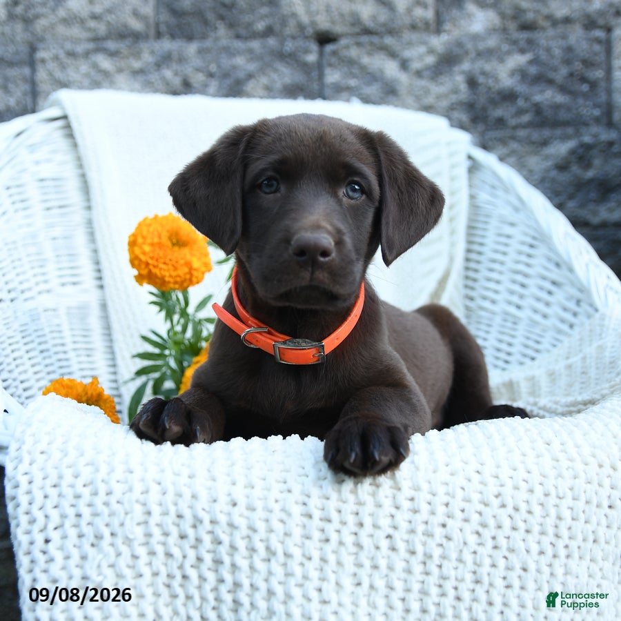 Labrador Retriever dogs Macy - Ad 2
