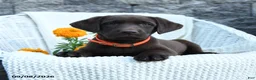 Labrador Retriever dogs for sale: Macy - Ad 2