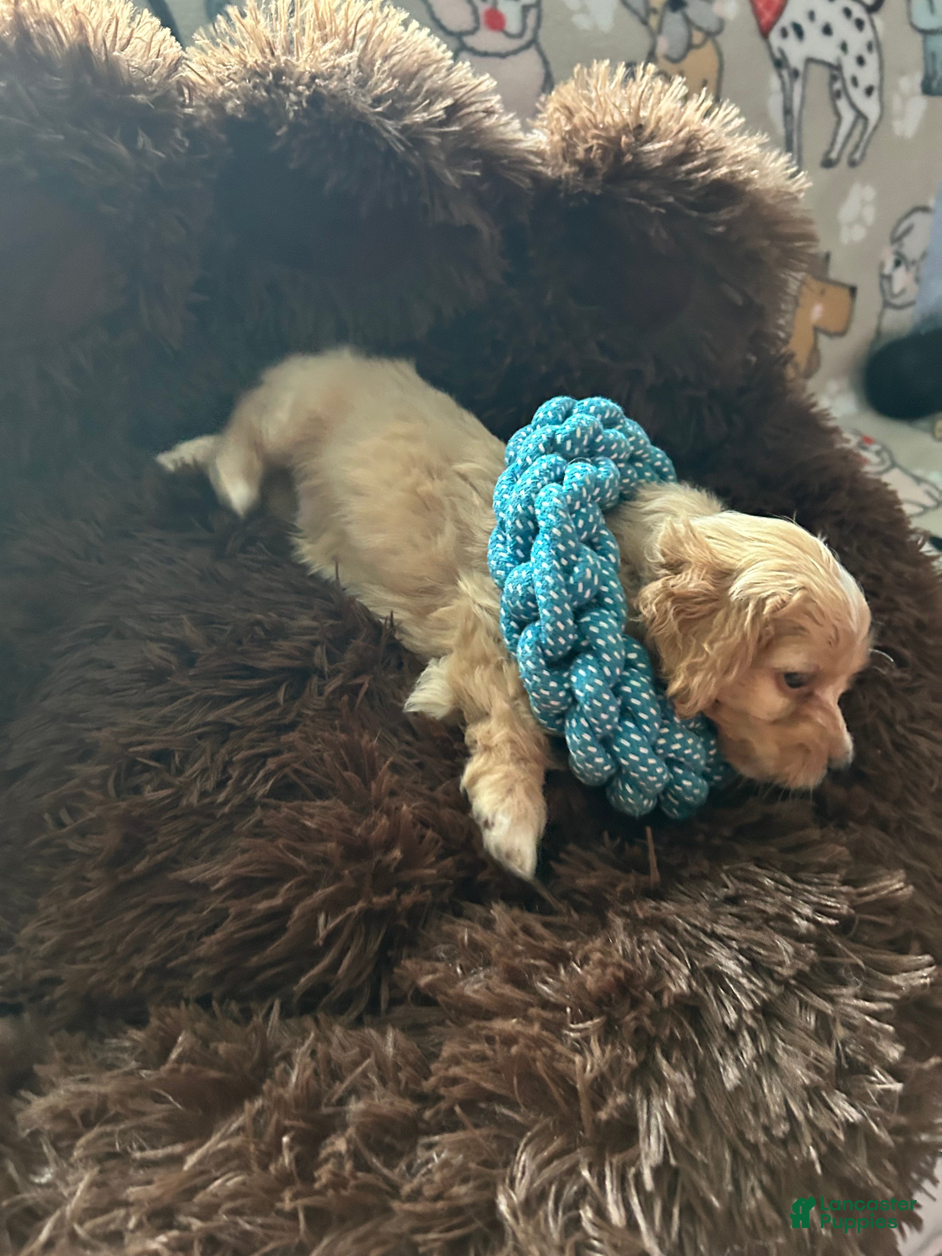 Cockapoo dogs Cockapoo Puppy 2 - Ad 3