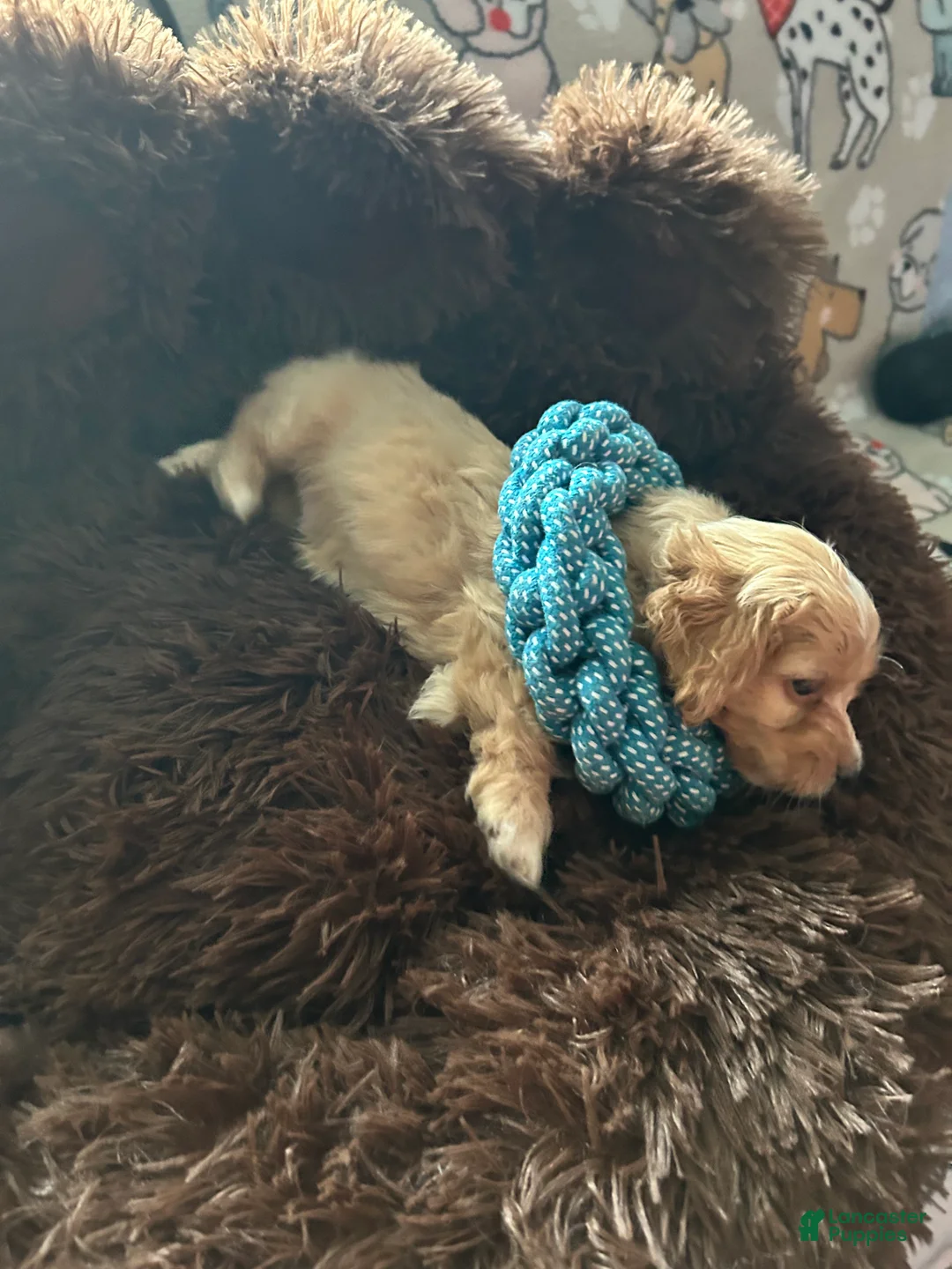 Cockapoo dogs for sale: Cockapoo Puppy 2 - Ad 1