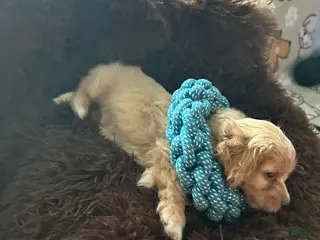 Cockapoo dogs Cockapoo Puppy 2 - Ad 3