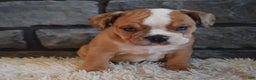 Mixed Breed dogs for sale: Bonnie  - Ad 3