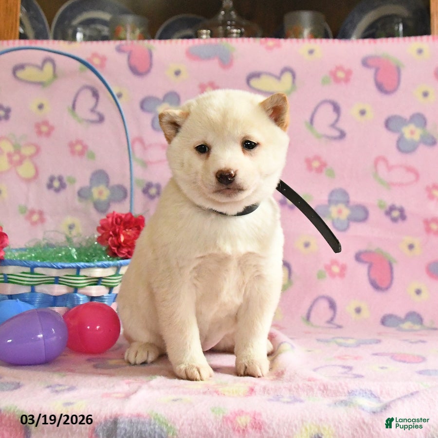 Shiba Inu dogs Dahlia - Ad 2