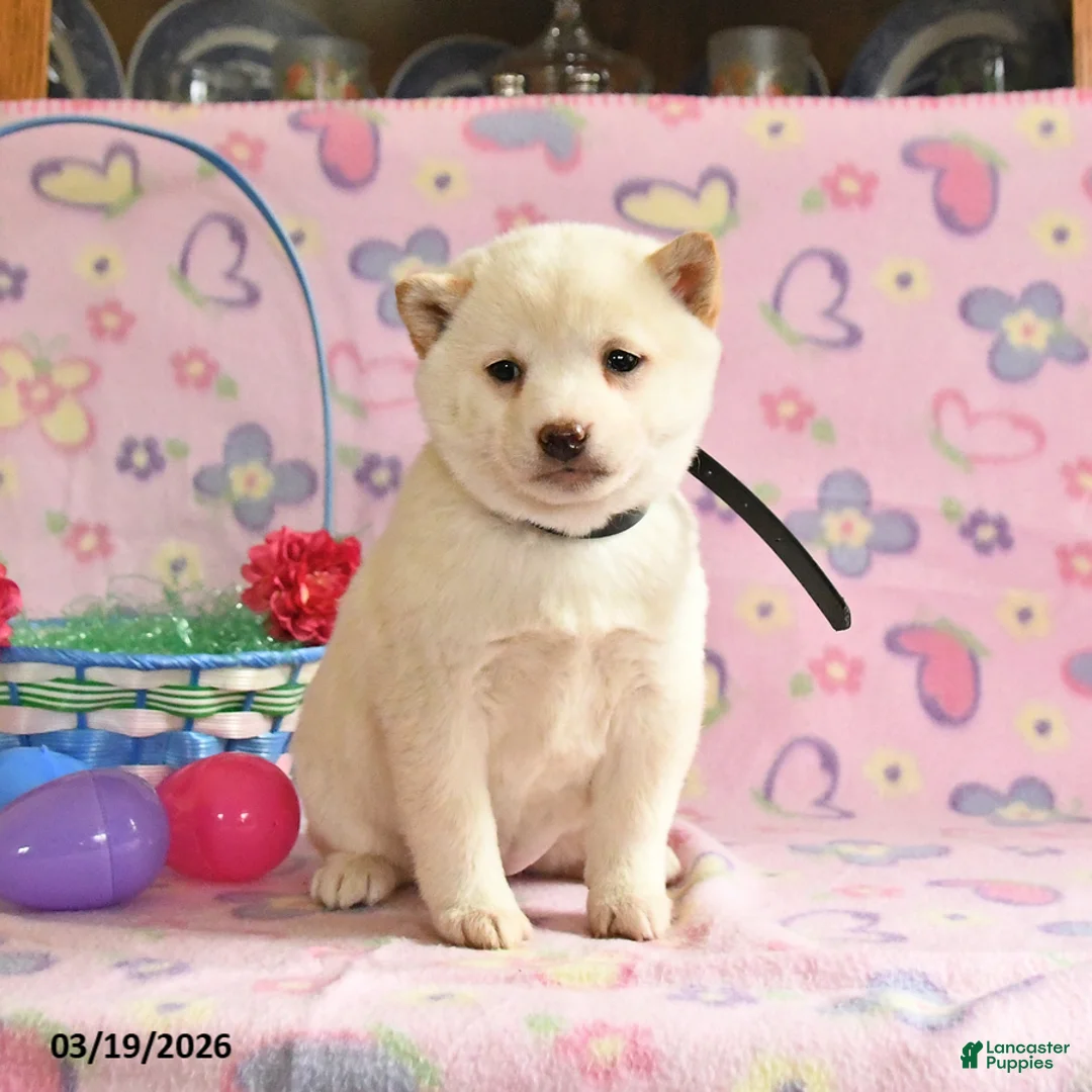 Shiba Inu dogs for sale: Dahlia - Ad 2