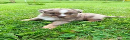 Australian Shepherd dogs for sale: Milo - Ad 5