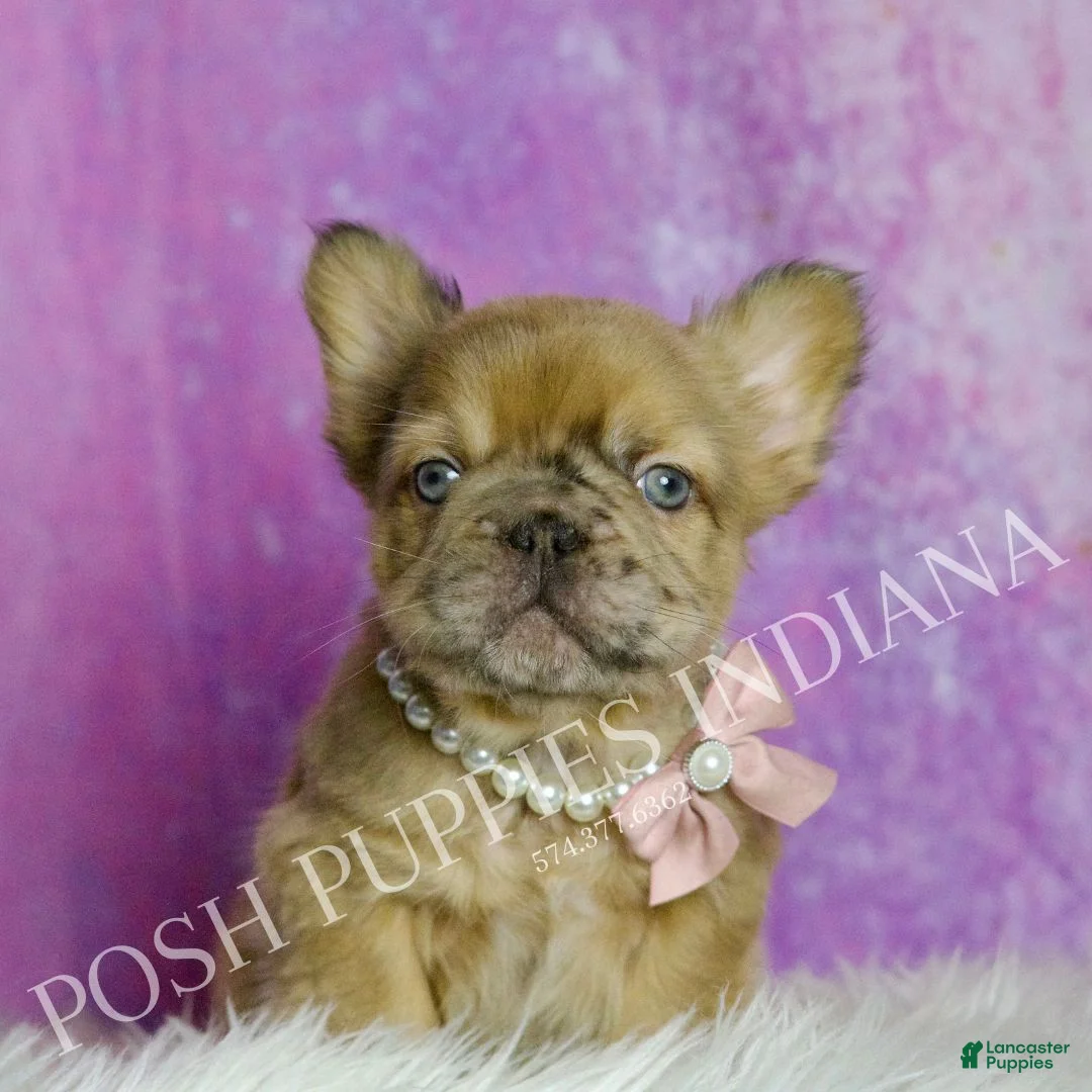 French Bulldog dogs for sale: Diva - Ad 6