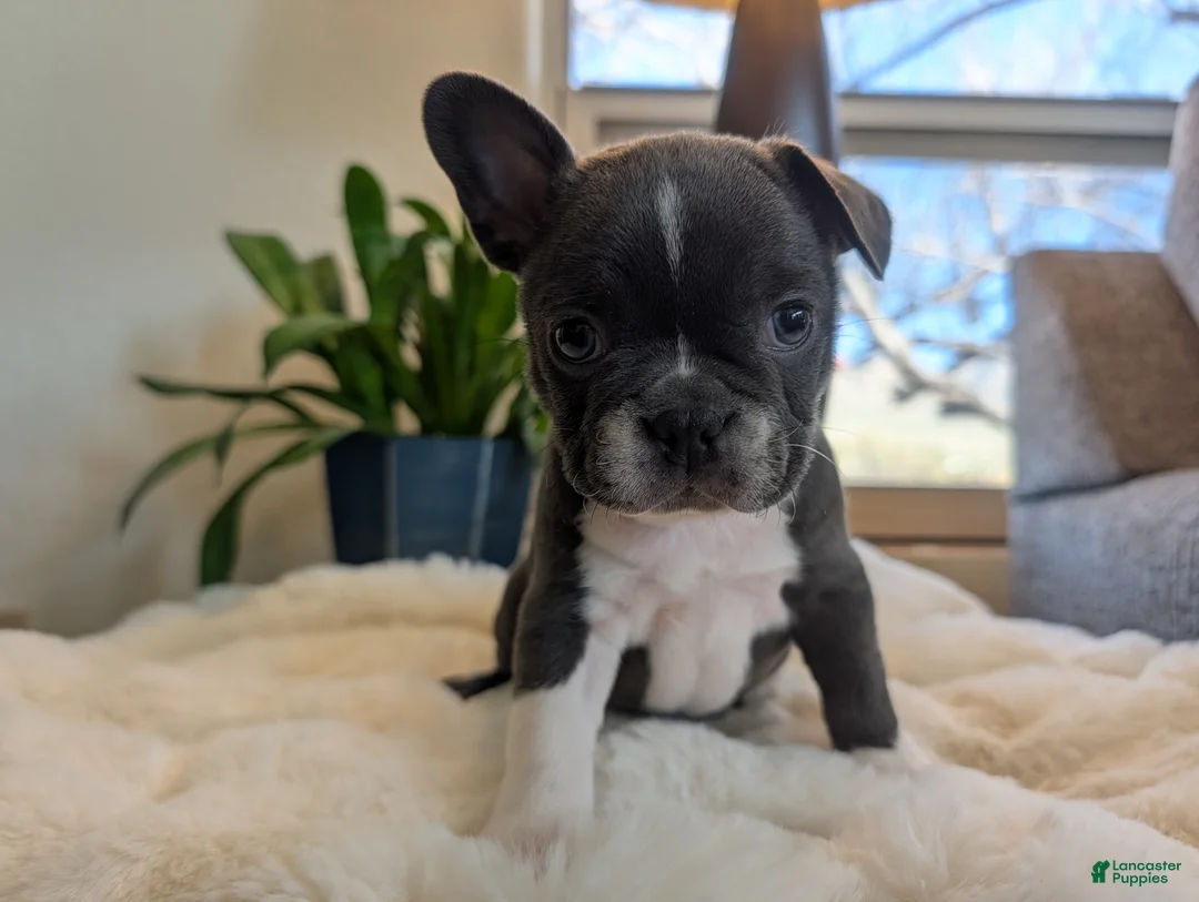 Frenchton dogs for sale: Clover - Ad 1