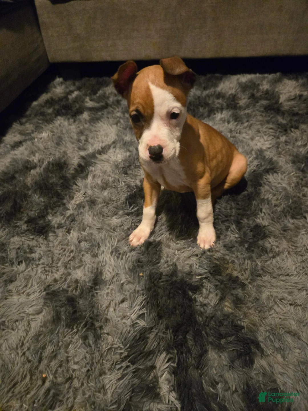 American Pit Bull Terrier dogs for sale: American Pit Bull Terrier 2 - Ad 2