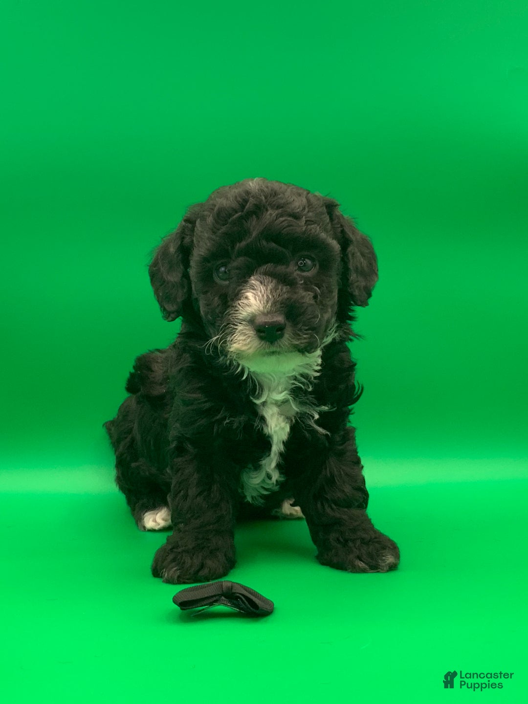 Toy Poodle dogs for sale: Beaner - Ad 7