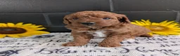 Mini Goldendoodle dogs for sale: Mini -Kandi - Ad 8