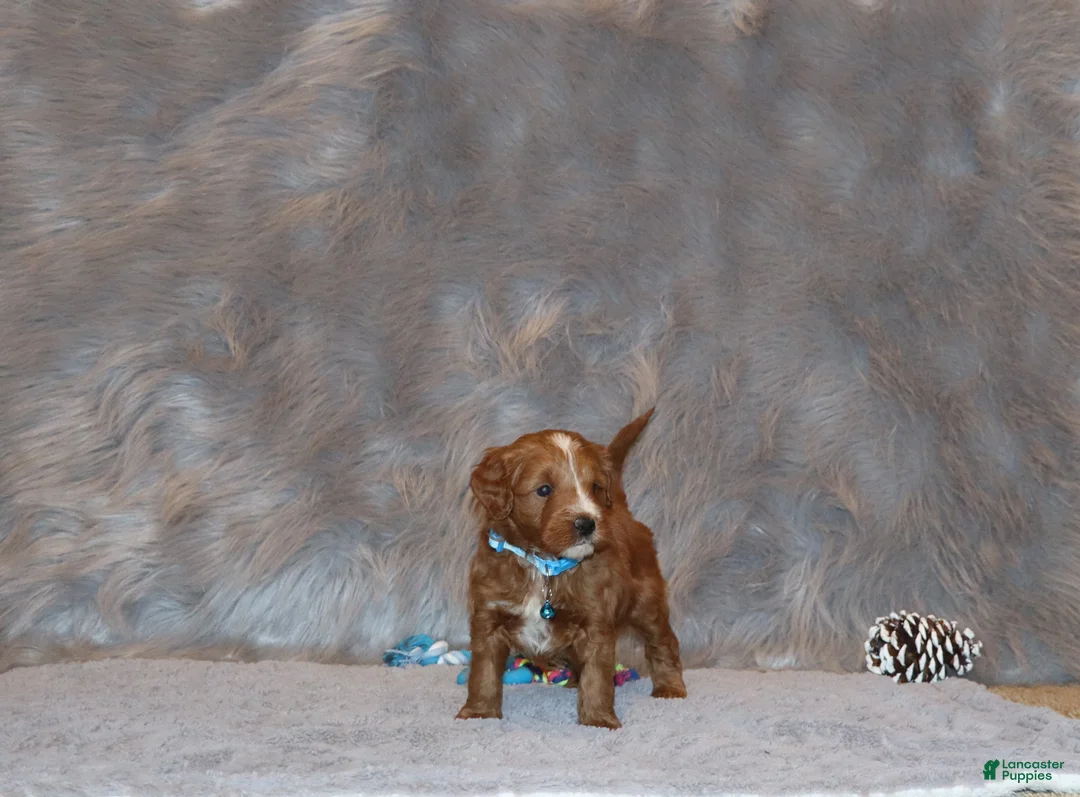 Mini Goldendoodle dogs for sale: Waylon 💙 Genetic Clear Parents - Ad 11