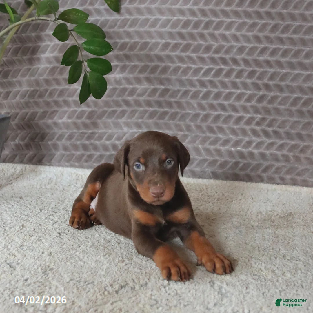 Doberman Pinscher dogs for sale: Maddox - Ad 2