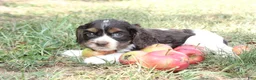 Cocker Spaniel dogs for sale: Cecily  - Ad 2