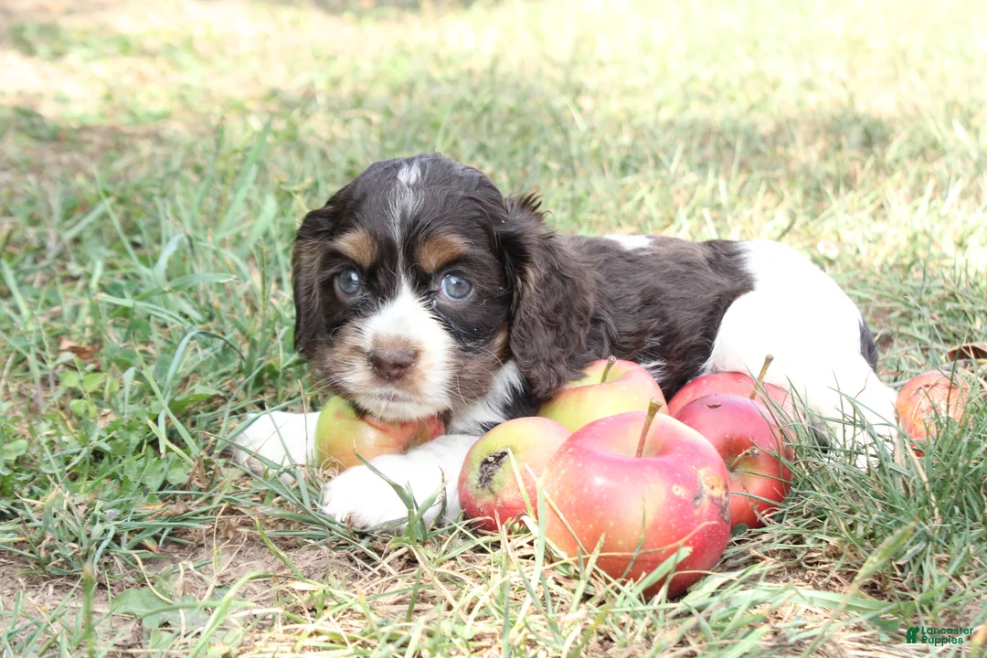 Cocker Spaniel dogs for sale: Cecily  - Ad 2