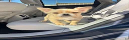 French Bulldog dogs for sale: Pinky  - Ad 12