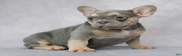 French Bulldog dogs for sale: Belle - Ad 4