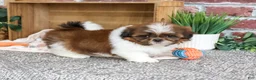 Shih Tzu dogs for sale: Larkspur - Ad 2